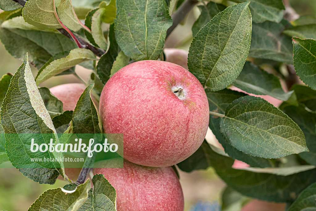 635104 - Orchard apple (Malus x domestica 'Rheinischer Bohnapfel')