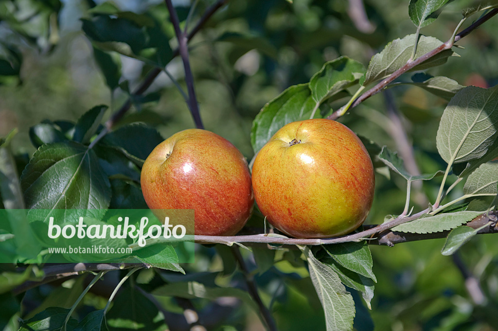 517330 - Orchard apple (Malus x domestica 'Rheinischer Krummstiel')