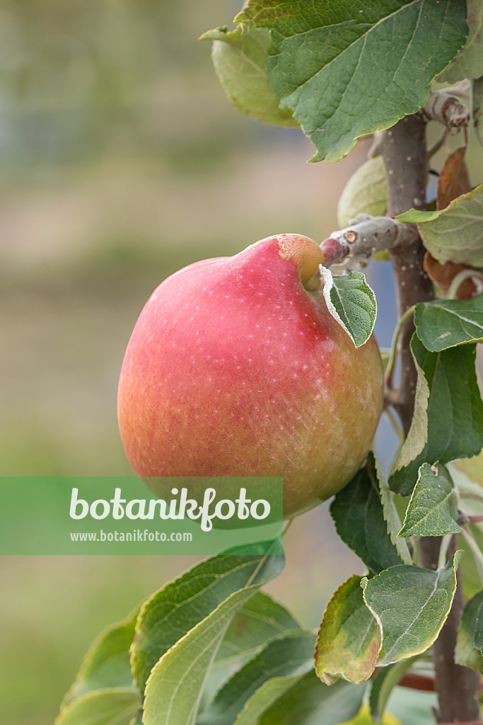635105 - Orchard apple (Malus x domestica 'Rheinischer Krummstiel')