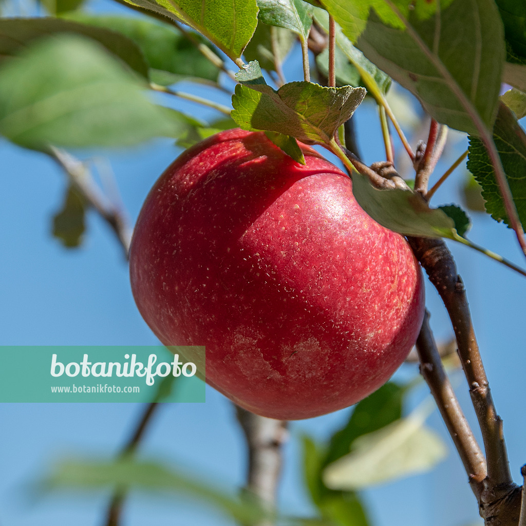 616062 - Orchard apple (Malus x domestica 'Rosette')