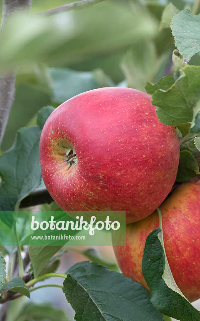 675245 - Orchard apple (Malus x domestica 'Roter Aloisius')