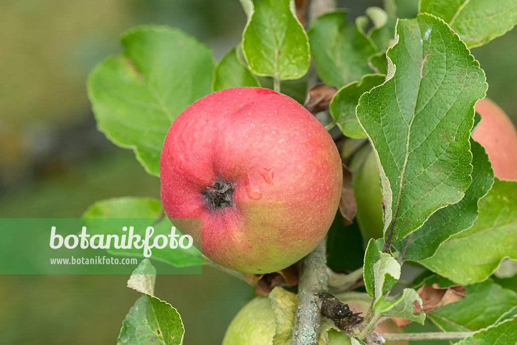 664258 - Orchard apple (Malus x domestica 'Roter Berlepsch')