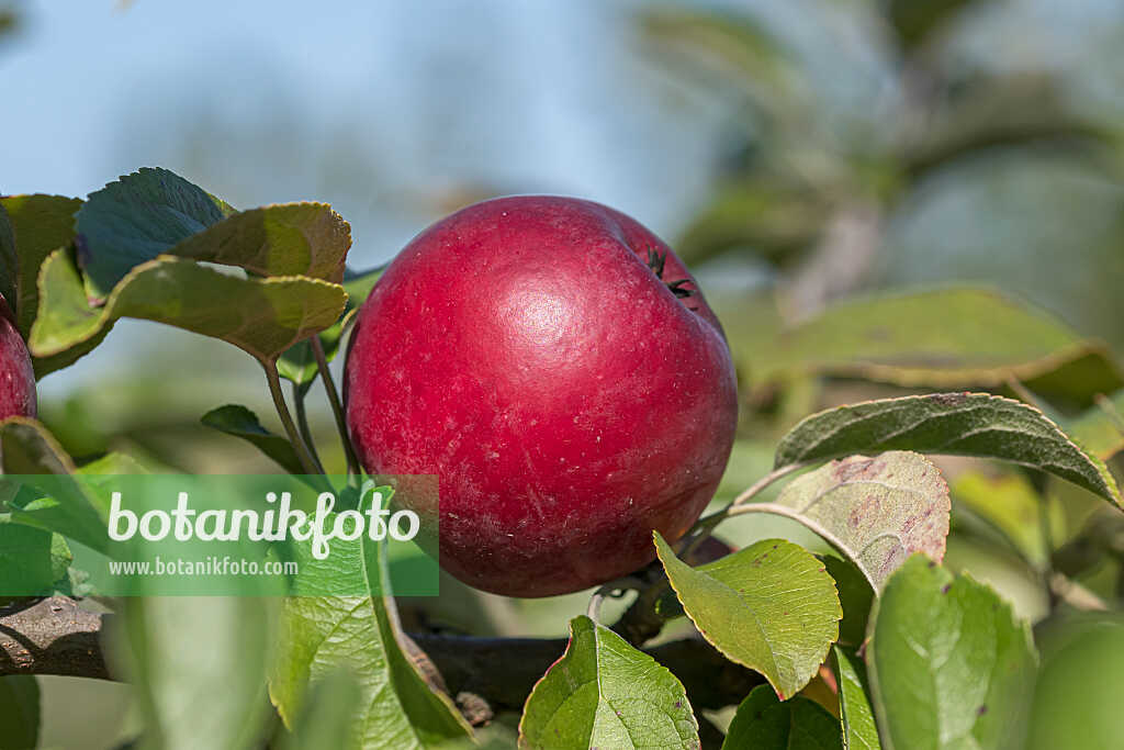 675246 - Orchard apple (Malus x domestica 'Roter Fuchs')