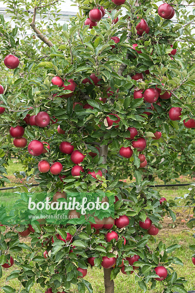 616063 - Orchard apple (Malus x domestica 'Roter Idared')