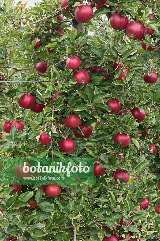 616064 - Orchard apple (Malus x domestica 'Roter Idared')
