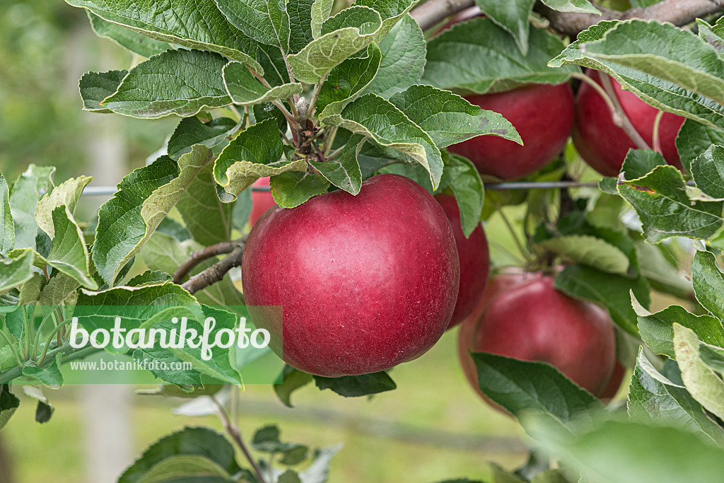 616065 - Orchard apple (Malus x domestica 'Roter Idared')