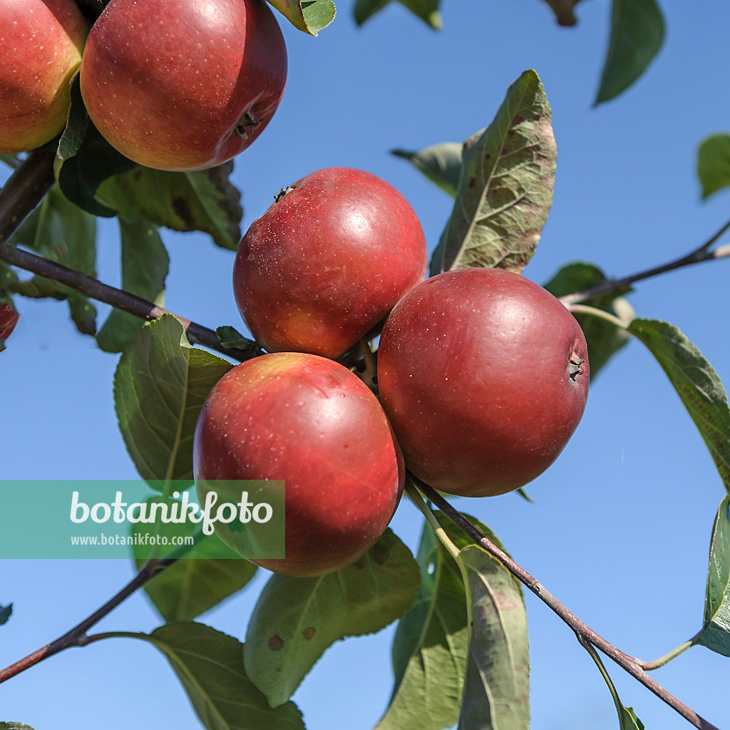 575155 - Orchard apple (Malus x domestica 'Roter Trierer Weinapfel')