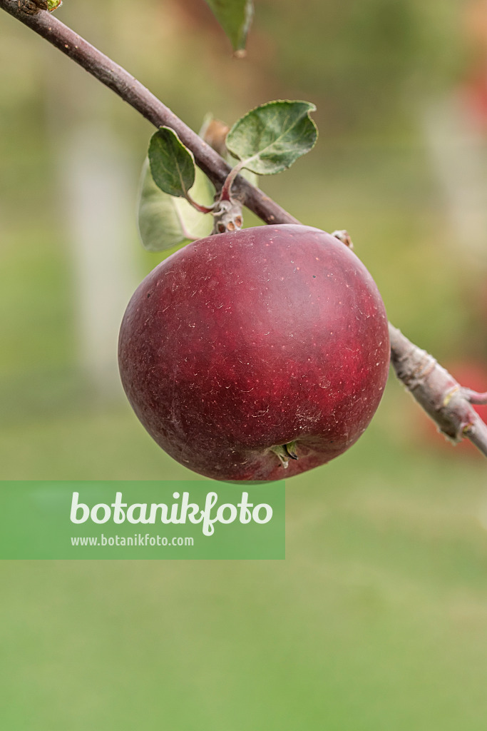 635107 - Orchard apple (Malus x domestica 'Roter Trierer Weinapfel')