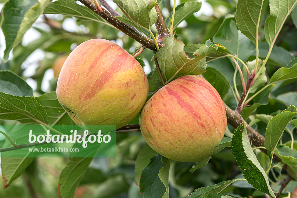 635129 - Orchard apple (Malus x domestica 'Rubinette')