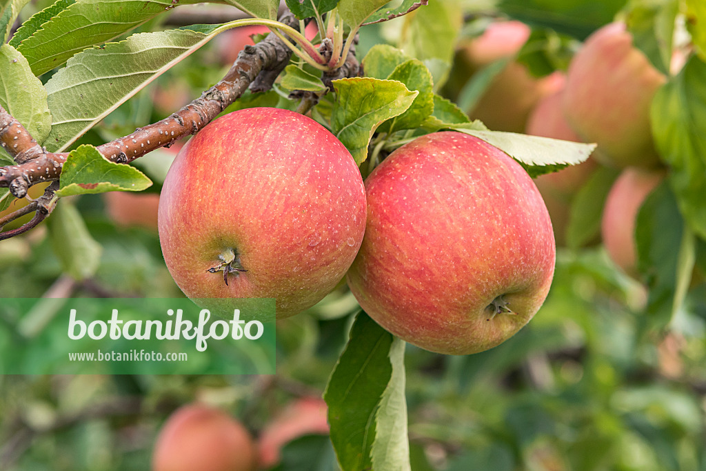 635130 - Orchard apple (Malus x domestica 'Rubinette Rosso')