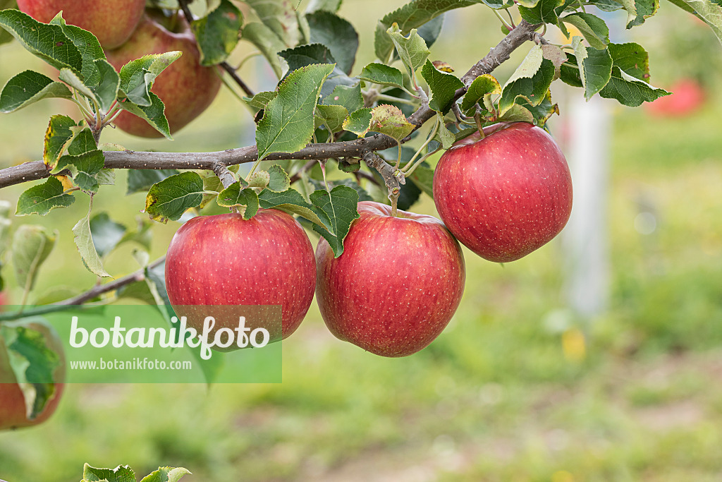 616066 - Orchard apple (Malus x domestica 'Rubinstar')