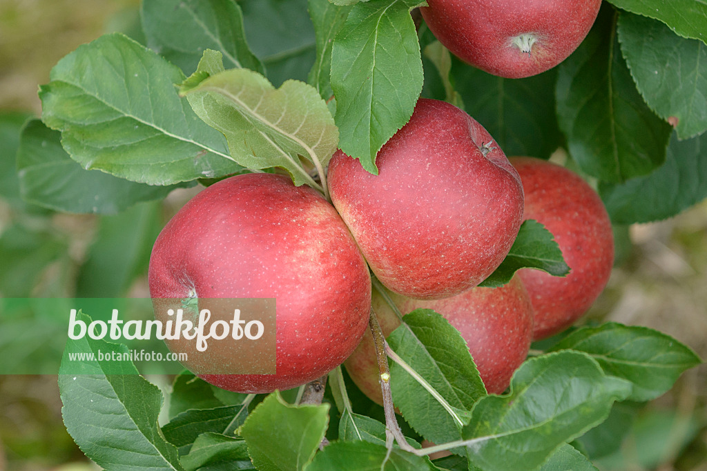 547201 - Orchard apple (Malus x domestica 'Santana')