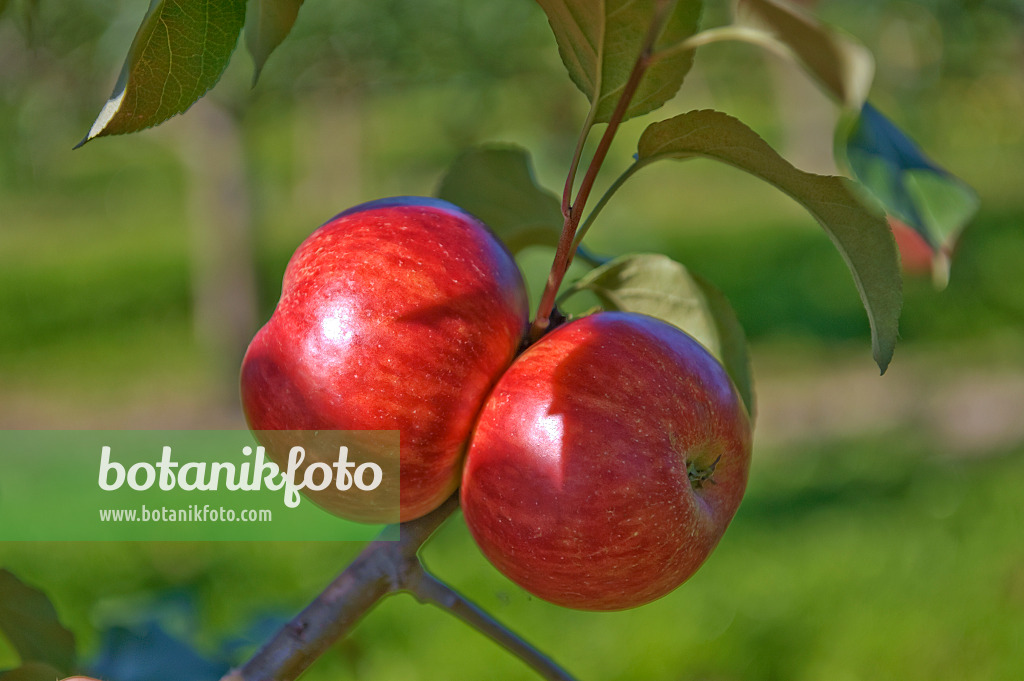 517331 - Orchard apple (Malus x domestica 'Schöner aus Herrnhut')