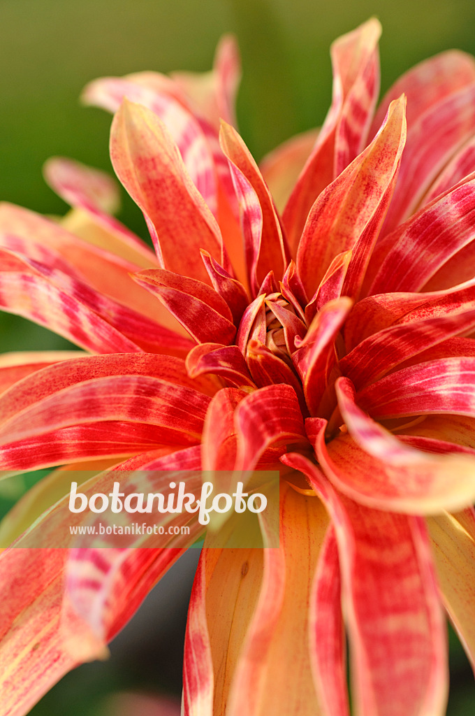 476129 - Orchid dahlia (Dahlia Giraffe)