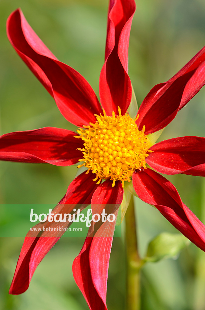 523162 - Orchid dahlia (Dahlia Honka Red)