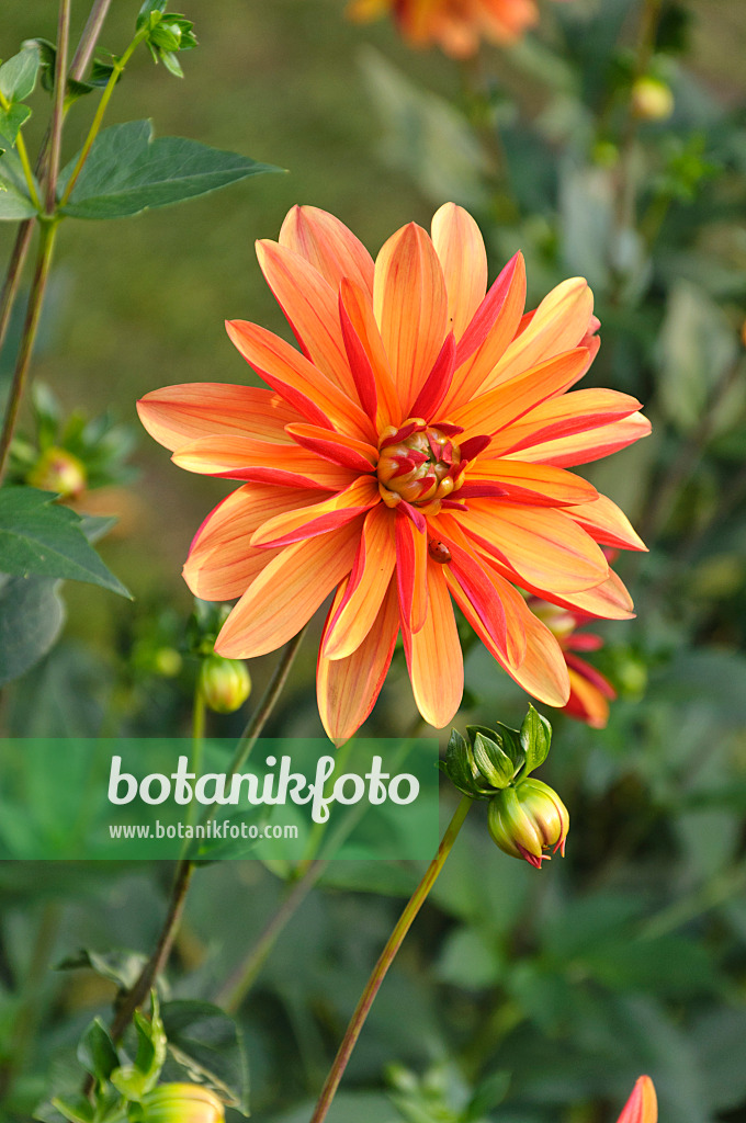 488069 - Orchid dahlia (Dahlia Jescot Julie)