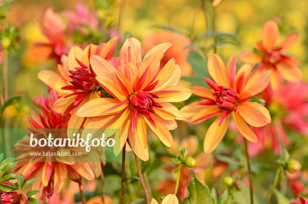 525156 - Orchid dahlia (Dahlia Jescot Julie)