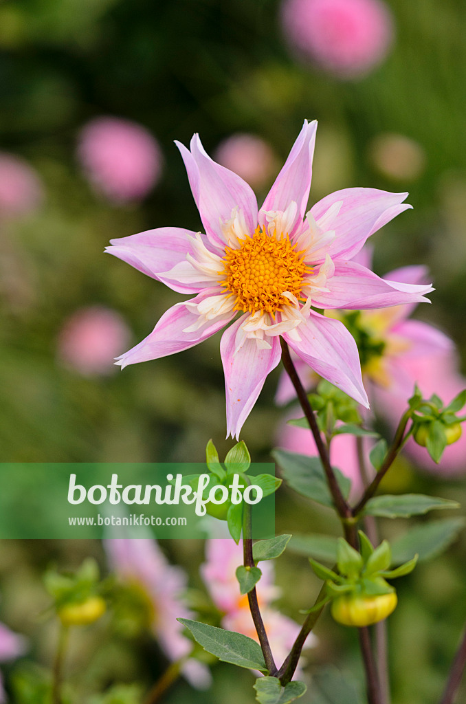525164 - Orchid dahlia (Dahlia Lorona Dawn)