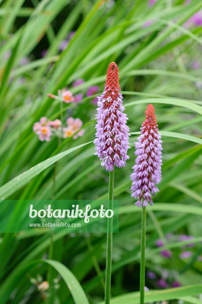 486101 - Orchideenprimel (Primula vialii)