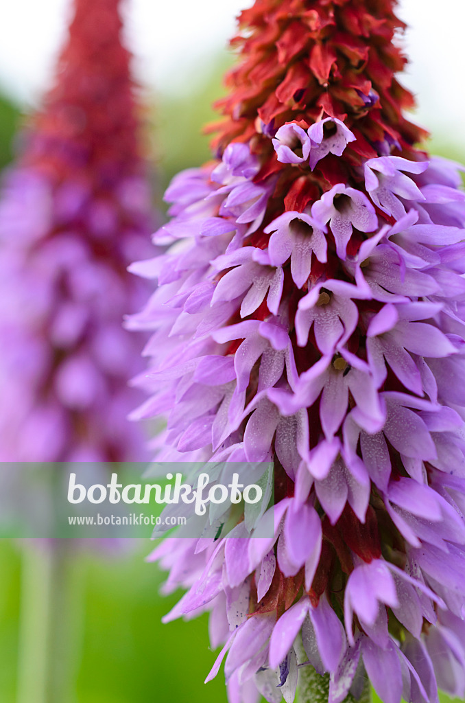509003 - Orchideenprimel (Primula vialii)