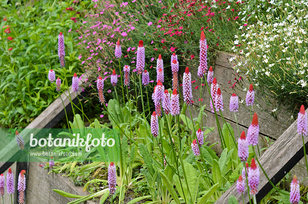 521336 - Orchideenprimel (Primula vialii)