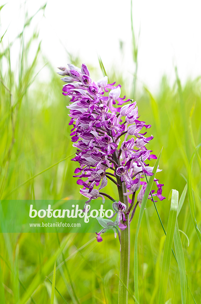 545032 - Orchis guerrier (Orchis militaris)