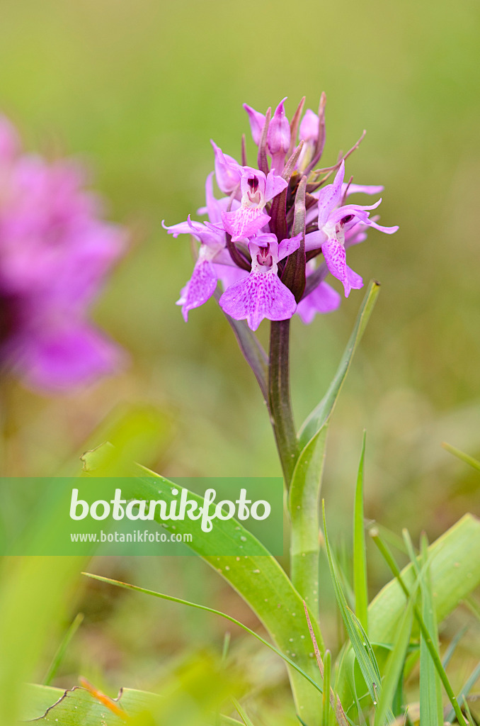 533380 - Orchis négligé (Dactylorhiza praetermissa)