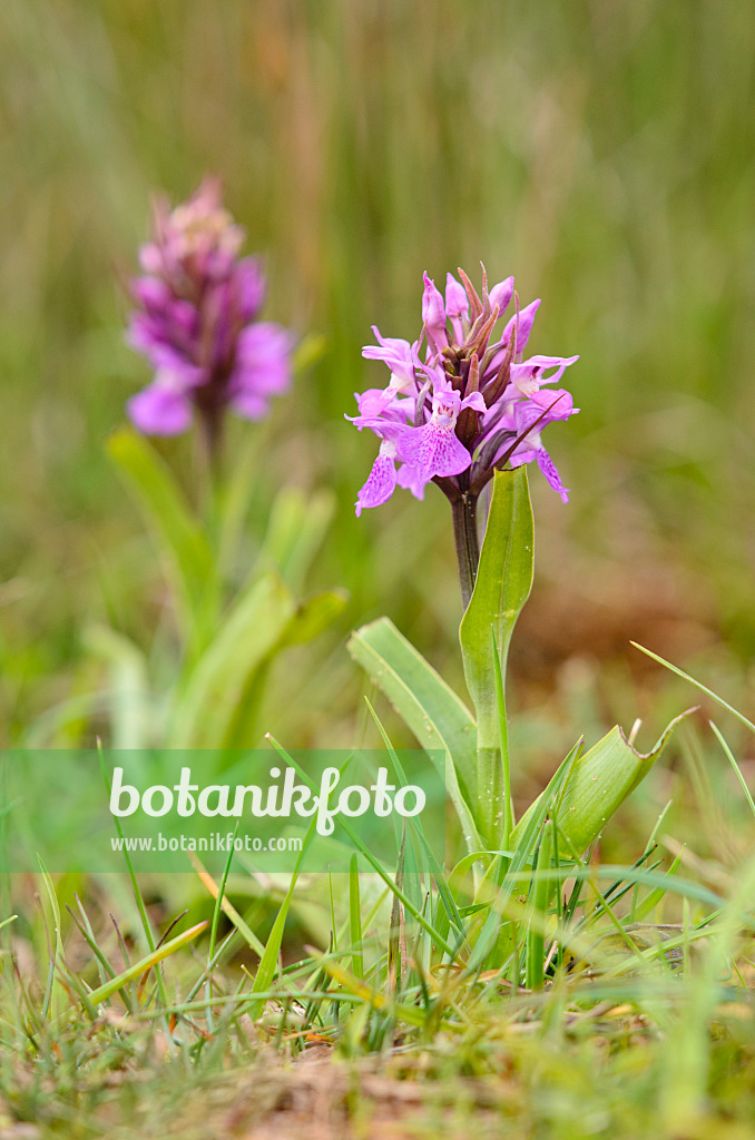 533381 - Orchis négligé (Dactylorhiza praetermissa)