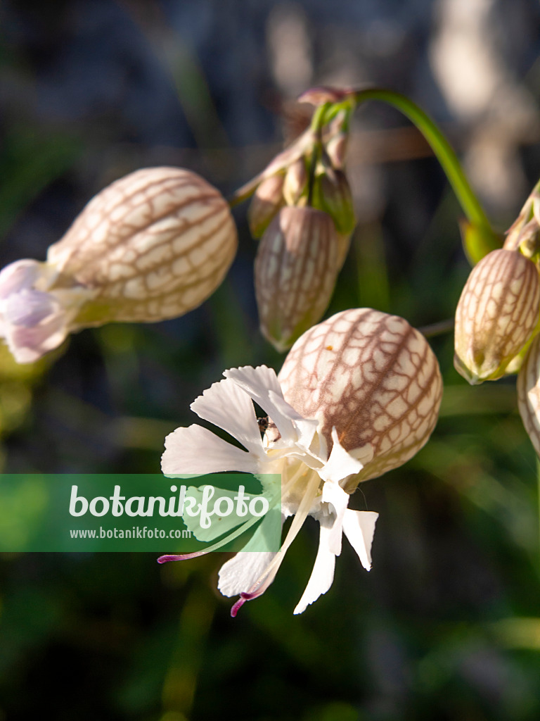 439232 - Oriental campion (Silene vulgaris)