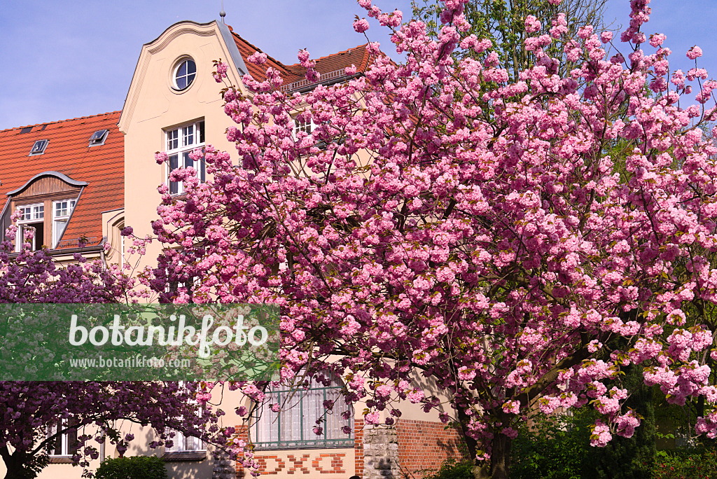 672074 - Oriental cherry (Prunus serrulata)