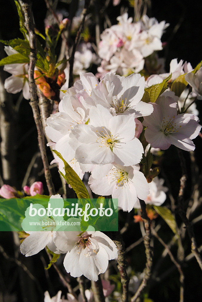 672051 - Oriental cherry (Prunus serrulata 'Amanogawa')