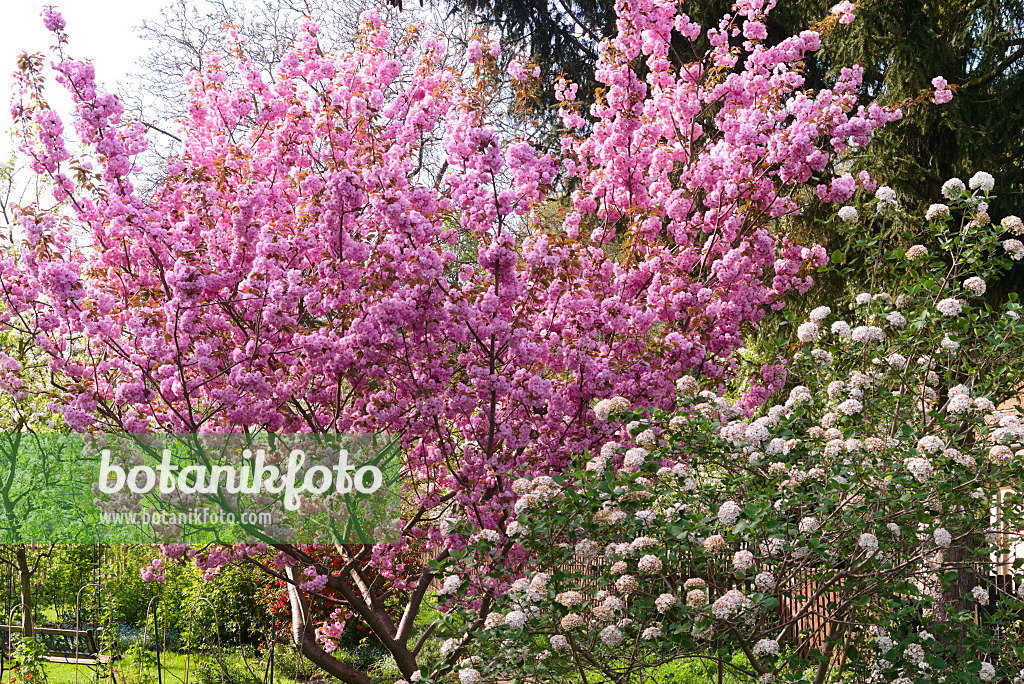 672073 - Oriental cherry (Prunus serrulata) and Korean spice viburnum (Viburnum carlesii)