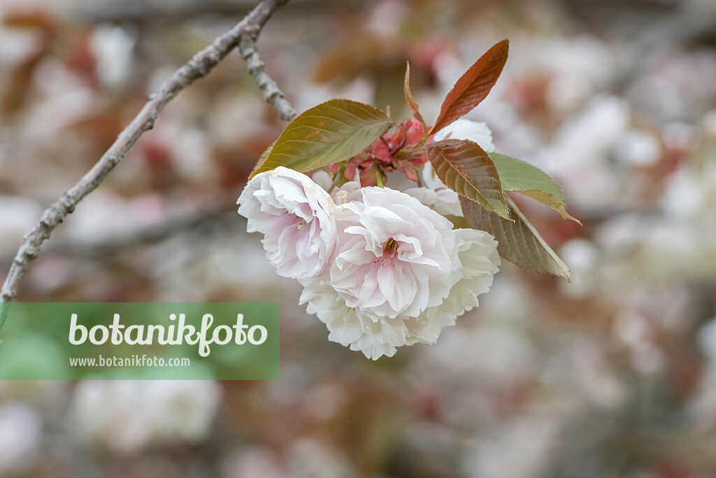 675304 - Oriental cherry (Prunus serrulata 'Fugenzo')