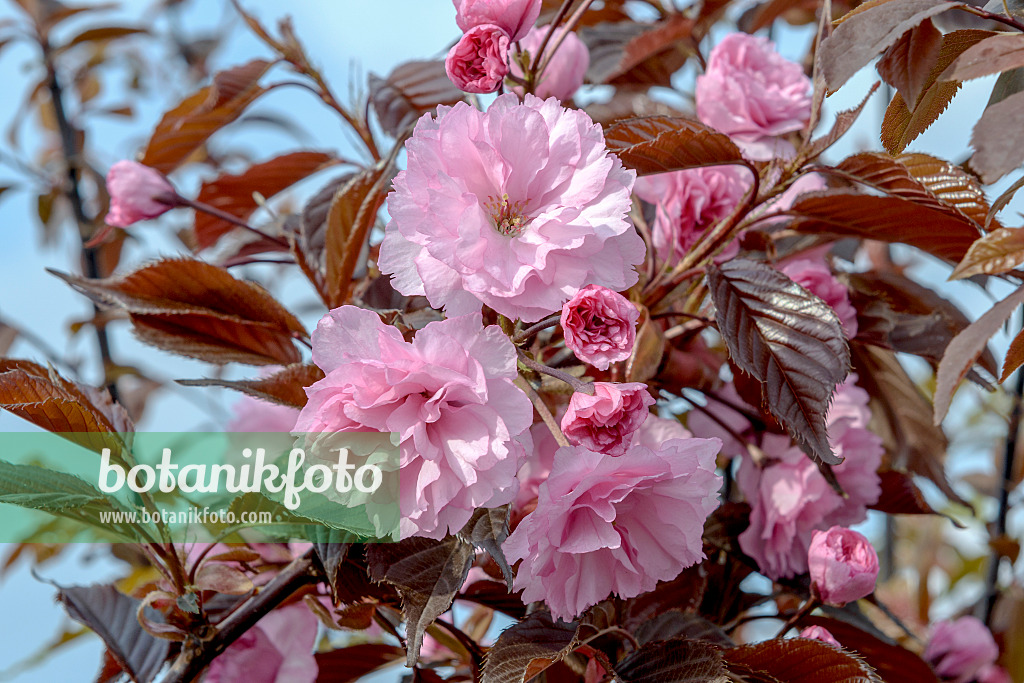575286 - Oriental cherry (Prunus serrulata 'Royal Burgundy')