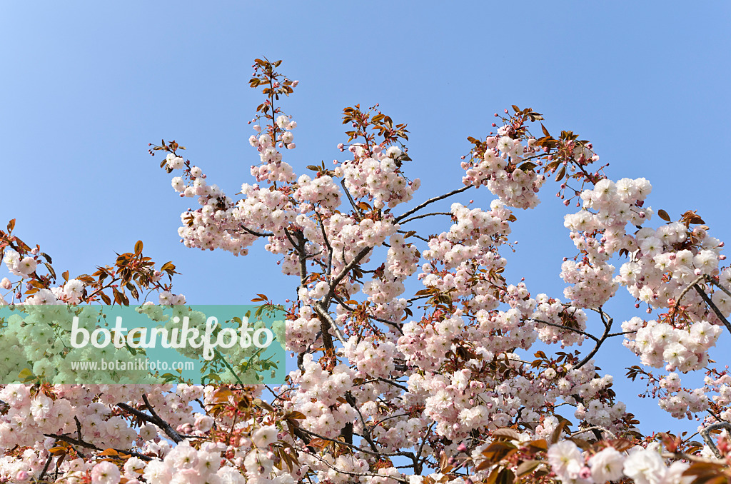 495229 - Oriental cherry (Prunus serrulata 'Shirofugen')