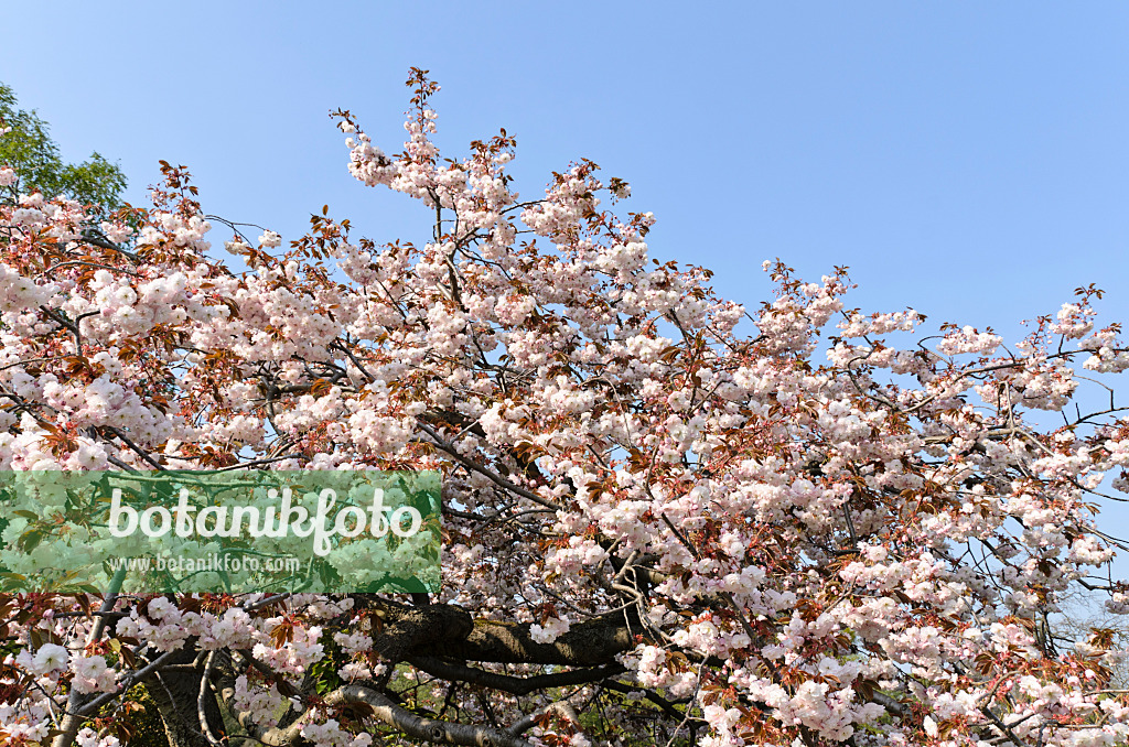 495231 - Oriental cherry (Prunus serrulata 'Shirofugen')