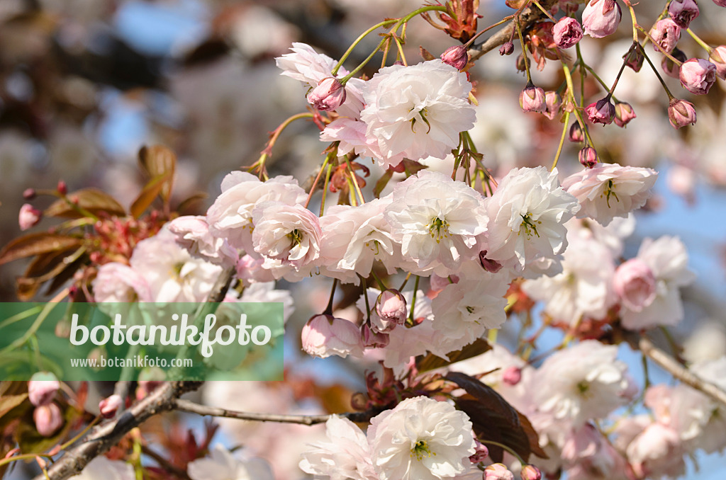 495233 - Oriental cherry (Prunus serrulata 'Shirofugen')