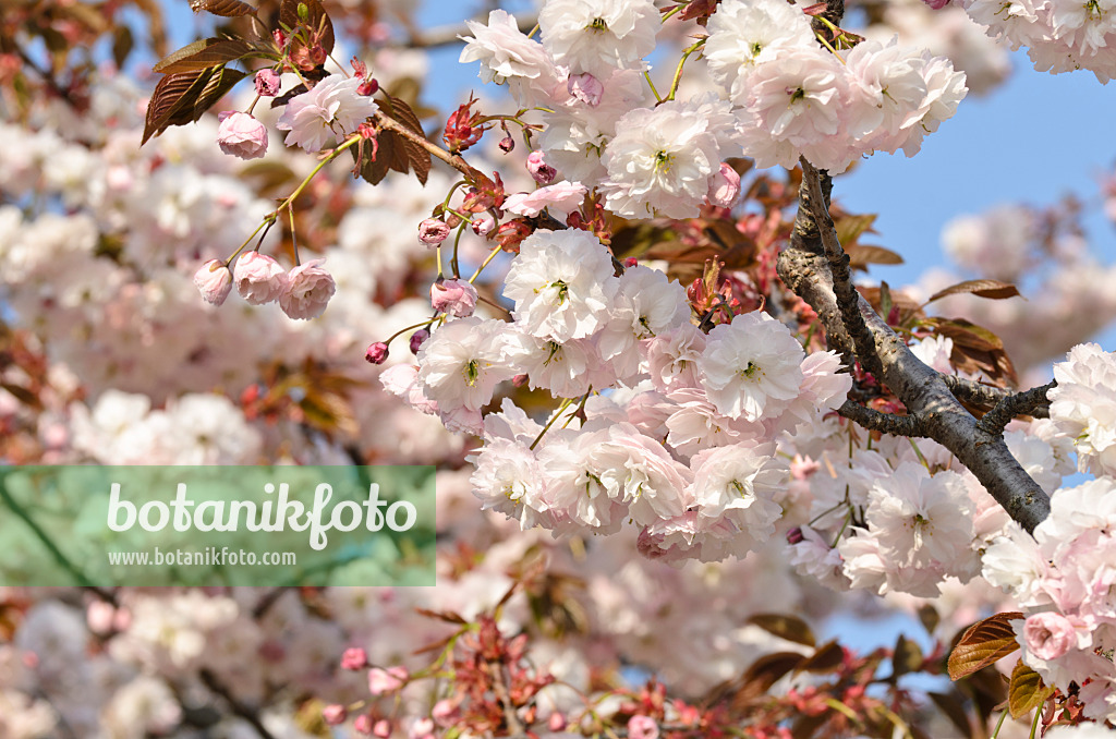 495234 - Oriental cherry (Prunus serrulata 'Shirofugen')