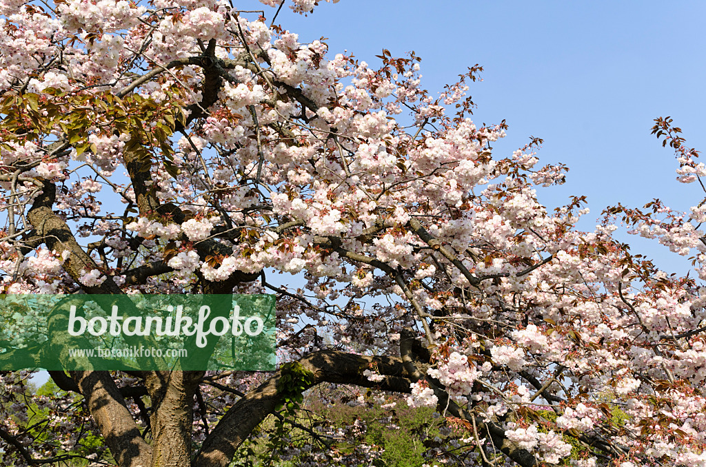 495235 - Oriental cherry (Prunus serrulata 'Shirofugen')