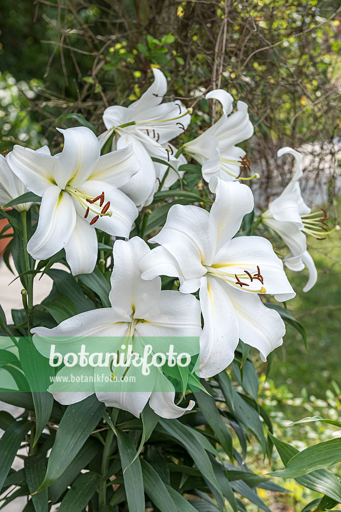616418 - Oriental lily (Lilium Gizmo)