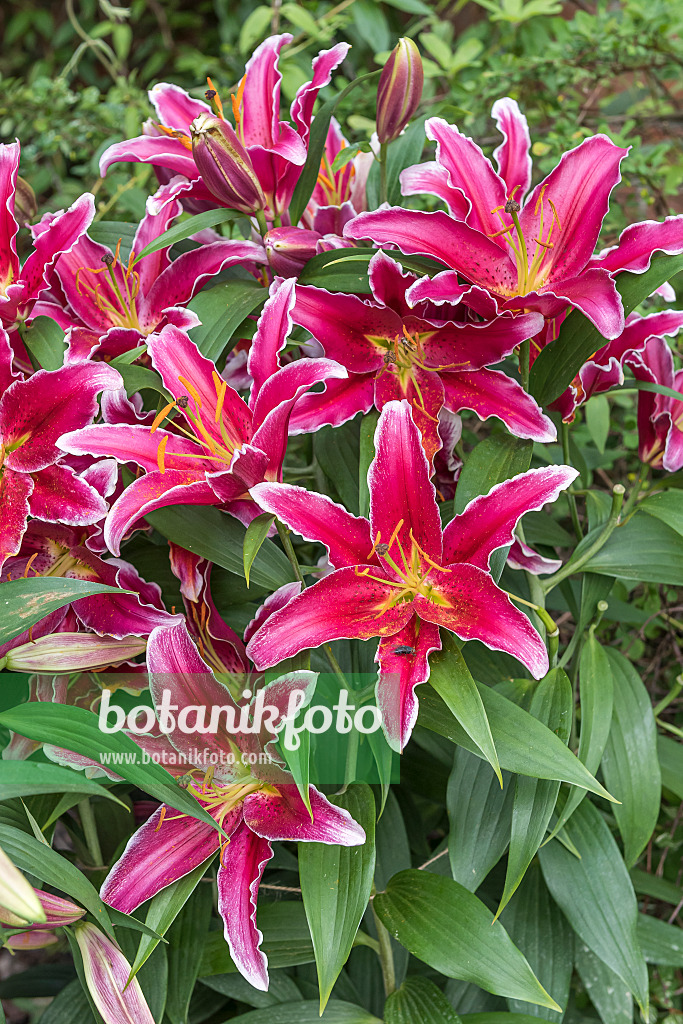 616419 - Oriental lily (Lilium Kings Cross)
