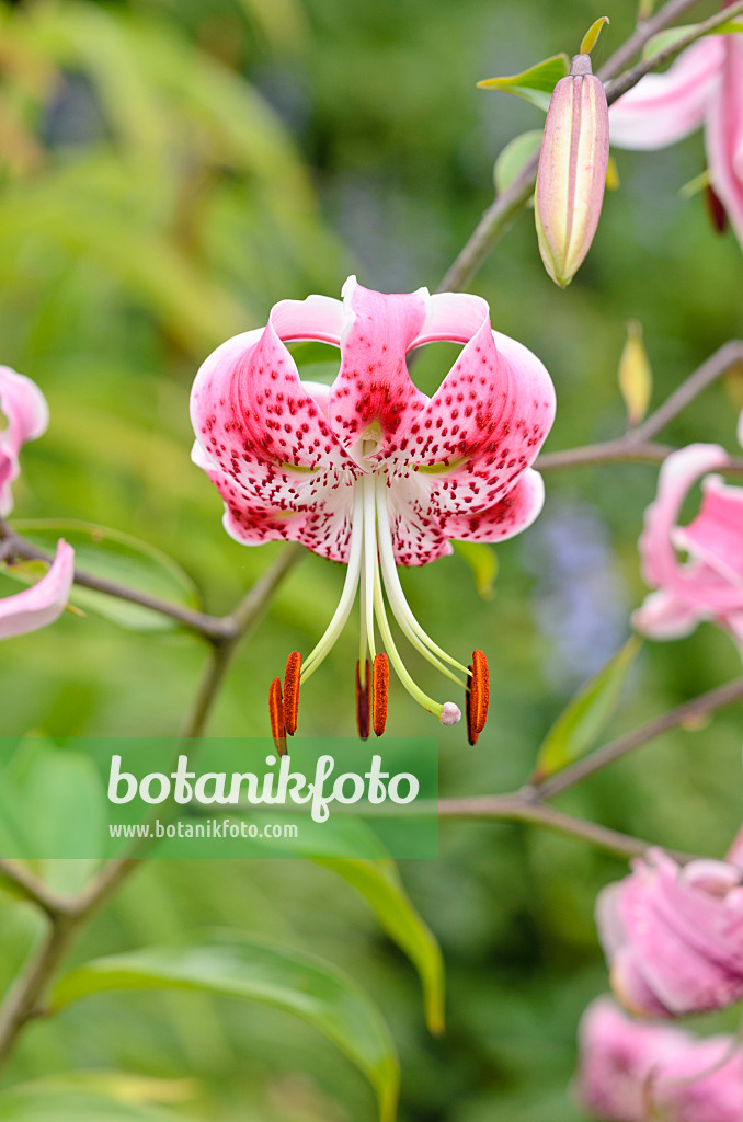 535091 - Oriental lily (Lilium speciosum 'Rubrum')