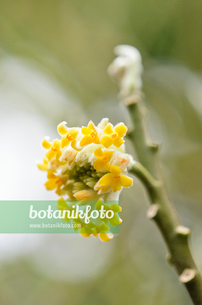 553097 - Oriental paperbush (Edgeworthia chrysantha)