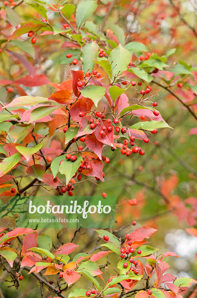 525397 - Oriental photinia (Photinia villosa)