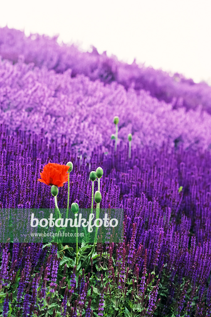 379052 - Oriental poppy (Papaver orientale) and woodland sage (Salvia nemorosa)