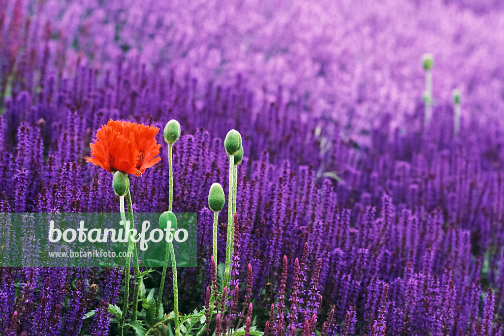 379053 - Oriental poppy (Papaver orientale) and woodland sage (Salvia nemorosa)