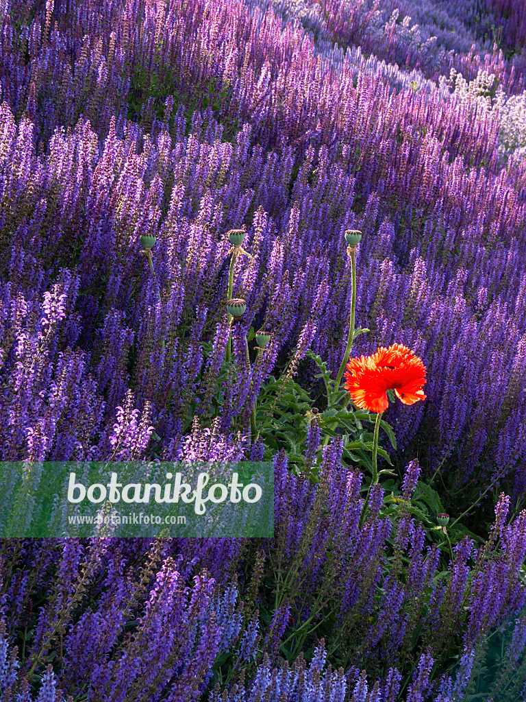 402025 - Oriental poppy (Papaver orientale) and woodland sage (Salvia nemorosa)