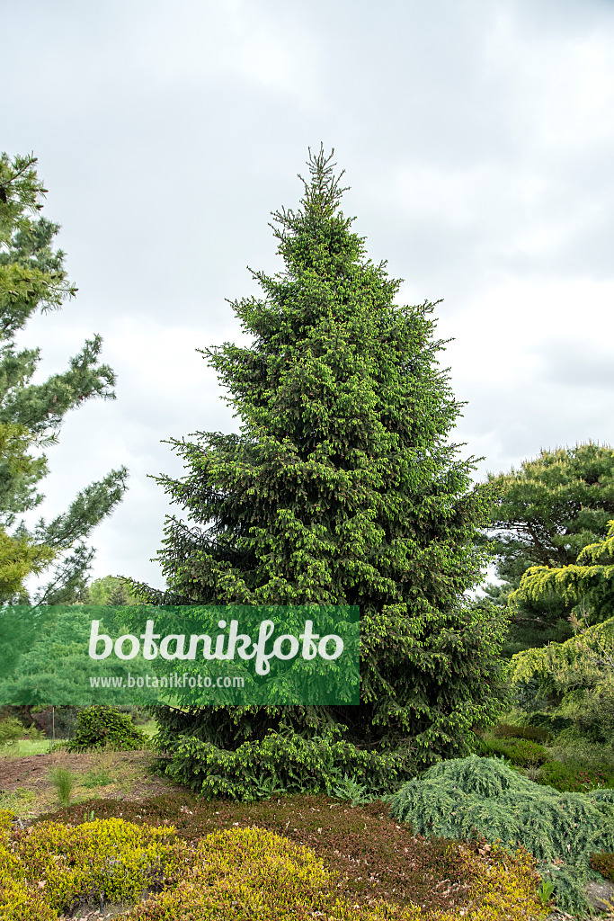 616443 - Oriental spruce (Picea orientalis)