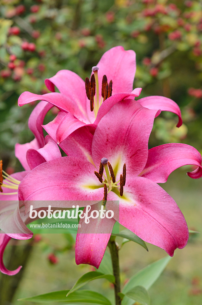 535450 - Oriental trumpet lily (Lilium Fujian)