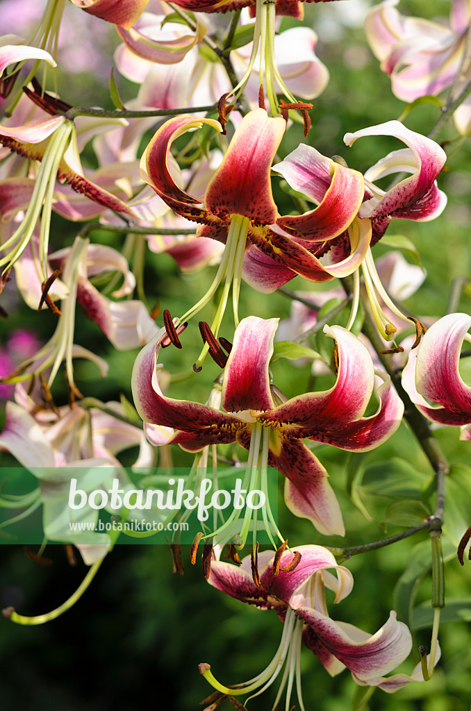 523020 - Oriental trumpet lily (Lilium Scheherazade)
